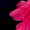 Vestido Midi Floral em Preto e Magenta com Design de Um Ombro