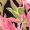 Macacão Rosa com Estampa Floral Tropical e Decote Racer