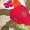Vestido Midi Floral com Cinto