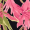 Vestido Mini Floral Tropical Rosa com Mangas Puff e Laço Frontal